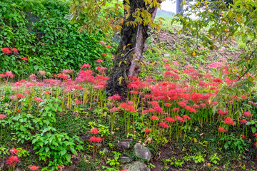 Spider lilies blooming around an old tree