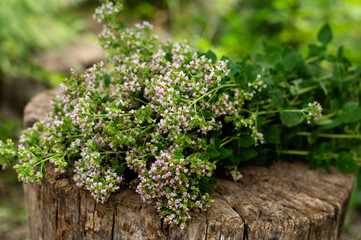 Fototapeta na wymiar Bunch of flowering oregano. Origanum vulgare, culinary herb, curative plant