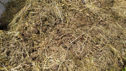 Horse manure with hay and sawdust © natagolubnycha