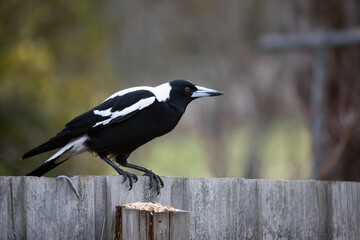 An Australian Magpie Sitting on a Fence