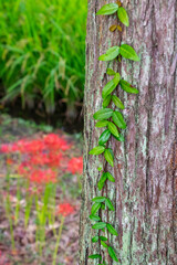 Old tree trunks tangled with ivy and spiderwort