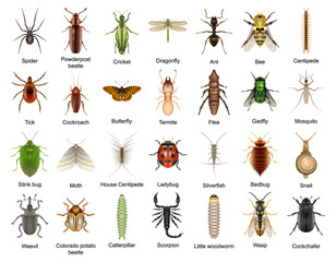 Beetle isolated realistic set icon. Vector realistic set icon insect . Vector illustration beetle on white background. - obrazy, fototapety, plakaty