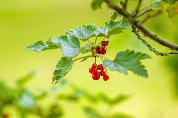 red berry ribs on currant bush in the garden season