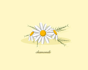 White daisy flower isolated on yellow background. vector illustration.