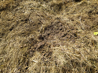 Horse manure with hay and sawdust