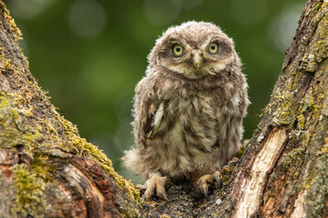 Steinkauz (Athene noctua) im Münsterland