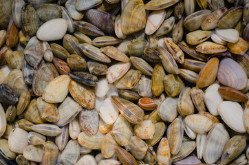 Obraz premium Fresh Wedge Shell (or scientific name is Donax Vittatus) from Digging for Seafood Cooking.