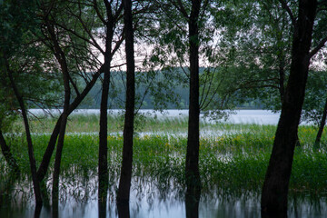 Trees grow out of the water, reflecting in it.The photo was taken using a long shutter speed in cloudy weather.