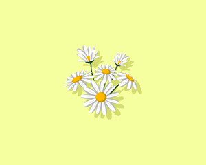 White daisy flower isolated on yellow background vector illustration.
