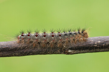 A Gypsy Moth Caterpillar, Lymantria dispar, walking along a twig.