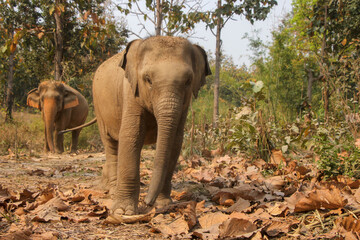 Fototapeta premium elephant in the wild