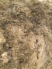 Horse manure with hay and sawdust