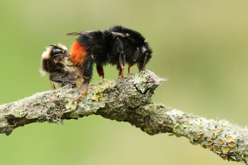 A mating pair of beautiful Red-tailed Bumblebee, Bombus lapidarius, on a twig covered in lichen.