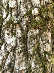 tree bark background