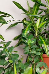 Obraz premium Wiele różnych zielonych roślin doniczkowych. Koncepcja domu ogród.