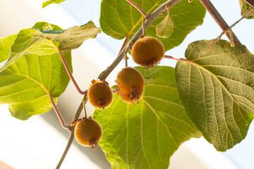 Fototapeta premium kiwi fruit on a branch as background