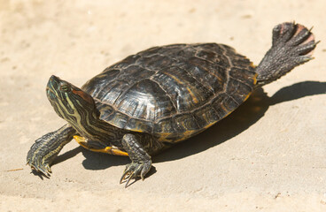 turtle basking in the sun near the pond