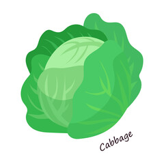 Lettuce and salad cartoon vector of icon.Cartoon vector illustration leaf of lettuce. Isolated illustration leaf of salad icon.