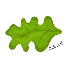 Lettuce and salad cartoon vector of icon.Cartoon vector illustration leaf of lettuce. Isolated illustration leaf of salad icon.