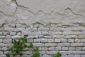 The texture of a rough brick wall painted white with greenery.