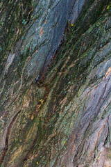 Tree bark texture. Diagonal pattern.