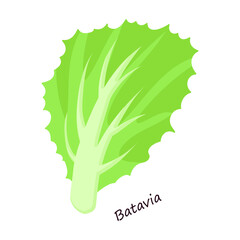 Lettuce and salad cartoon vector of icon.Cartoon vector illustration leaf of lettuce. Isolated illustration leaf of salad icon.