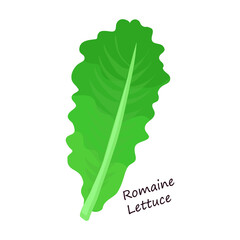 Lettuce and salad cartoon vector of icon.Cartoon vector illustration leaf of lettuce. Isolated illustration leaf of salad icon.