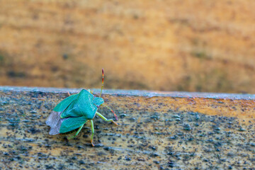 The green shield bug. Palomena prasina close-up.