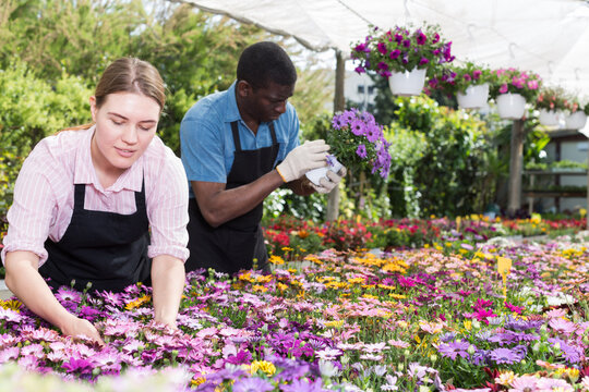 Two experienced workers gardening in glasshouse, checking flowers