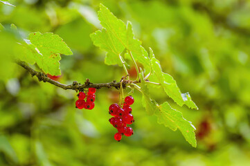 red berry ribs on currant bush in the garden season