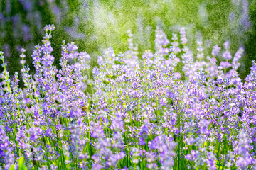 Naklejka premium purple lavender in the sunlight on the green plain
