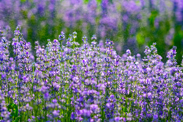 purple lavender in the sunlight on the green plain