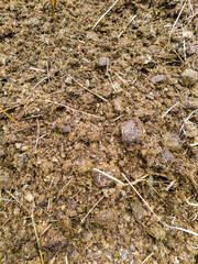 Horse manure with hay and sawdust