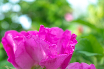 Fototapeta na wymiar Pink Dogrose or Briar flower. Flowering rose hips of Briar eglantine canker-rose