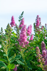 Pink Spirea flowers on bush. Spiraea flowers decorative gardening management