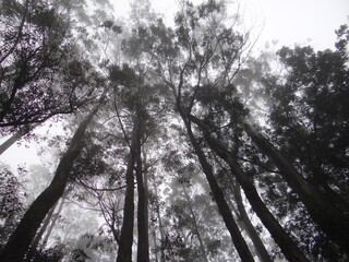 trees in the forest