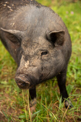 A photo of a fat, dirty pig covered in stubble.