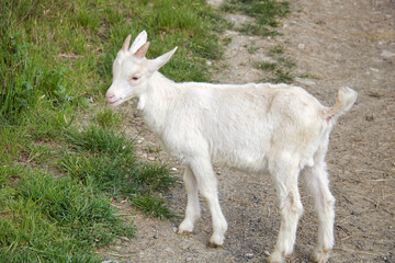  young goat portrait grazing in a field