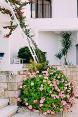 Flower bed with pink flowers on the background of white house. Greek village in summer, seaside vacation. 