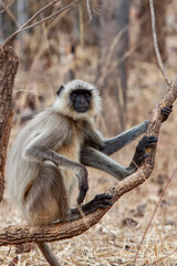 Gray Langur also known as Hanuman Langur in the Bandhavgarh National Park in India