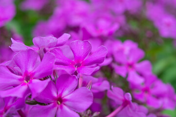 Fototapeta na wymiar Garden purple phlox, Phlox paniculata, vivid and flavored summer flowers