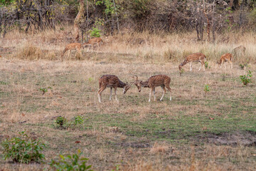 Chital or cheetal deers (Axis axis), also known as spotted deer or axis deer in the Bandhavgarh...