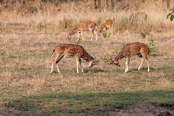 Naklejka na ściany i meble Chital or cheetal deers (Axis axis), also known as spotted deer or axis deer in the Bandhavgarh National Park in India