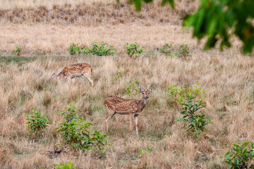 Chital or cheetal deers (Axis axis), also known as spotted deer or axis deer in the Bandhavgarh...