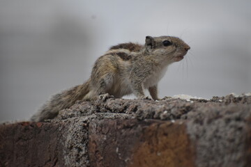 chipmunk on the ground