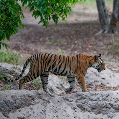 Fototapeta na wymiar Bengal tiger in Bandhavgarh National Park, India