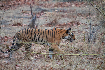 Fototapeta na wymiar Bengal tiger in Bandhavgarh National Park, India