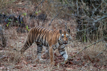 Naklejka na ściany i meble Bengal tiger in Bandhavgarh National Park, India