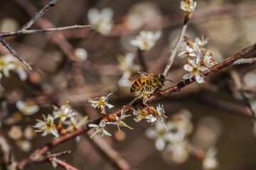 bee on a flower