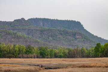 Forest in the Bandhavgarh National Park, Madhya Pradesh, India